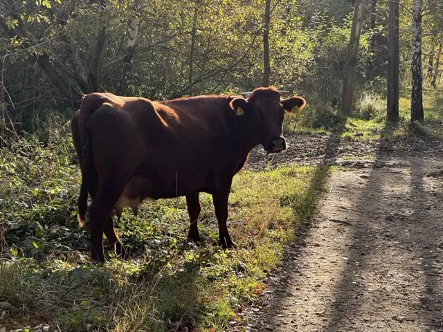 Dojazd i okolica — okolica, Bukowiec w Bieszczadach