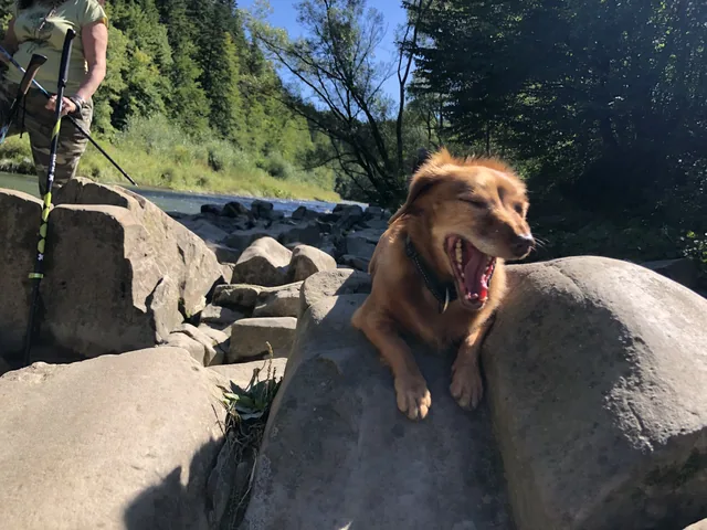 Okoliczne szlaki — Bieszczady z dziećmi: które szlaki dacie radę, od jakiego wieku i gdzie wjedzie wózek, Bukowiec w Bieszczadach