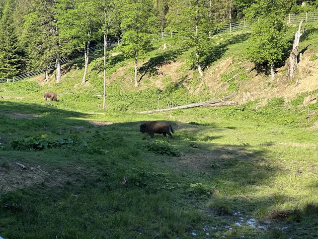 Zagroda pokazowa żubrów w Mucznem — okolica Bukowca w Bieszczadach